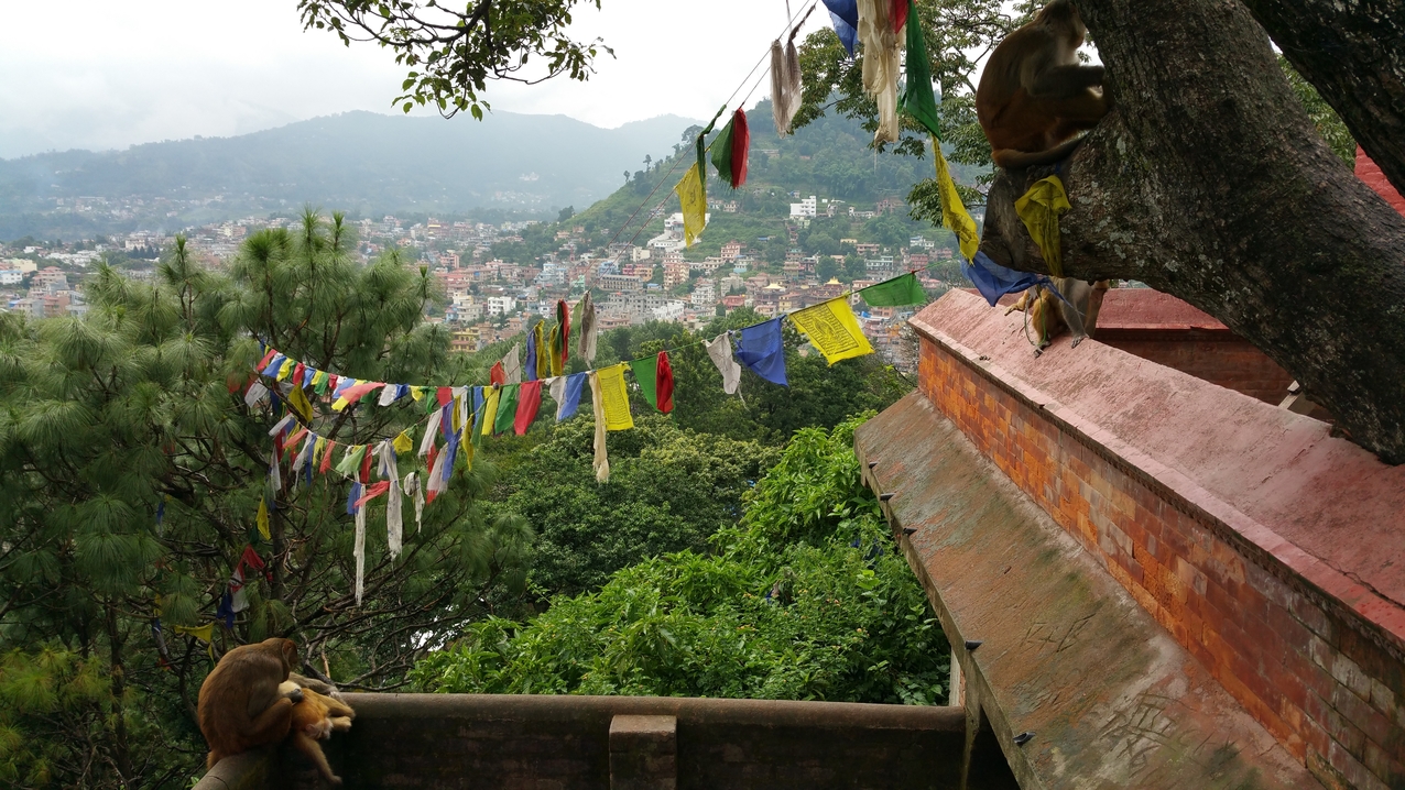 Swayambhunath; Die Affen (Rhesus Makaken) sind auch für den Zweitnamen des Tempels verantwortlich.
https://de.wikipedia.org/wiki/Swayambhunath
