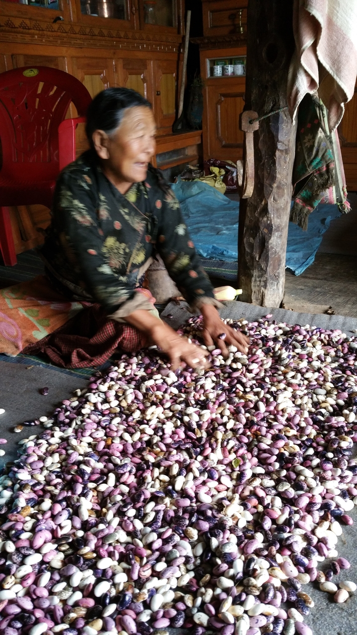 Die Bohnen werden im Haus getrocknet, da die Regenzeit in diesem Jahr untypischer Weise Ende September noch nicht vorbei ist. Früher konnte das im Erdgeschoss des Hauses gemacht werden statt im Wohnzimmer.
