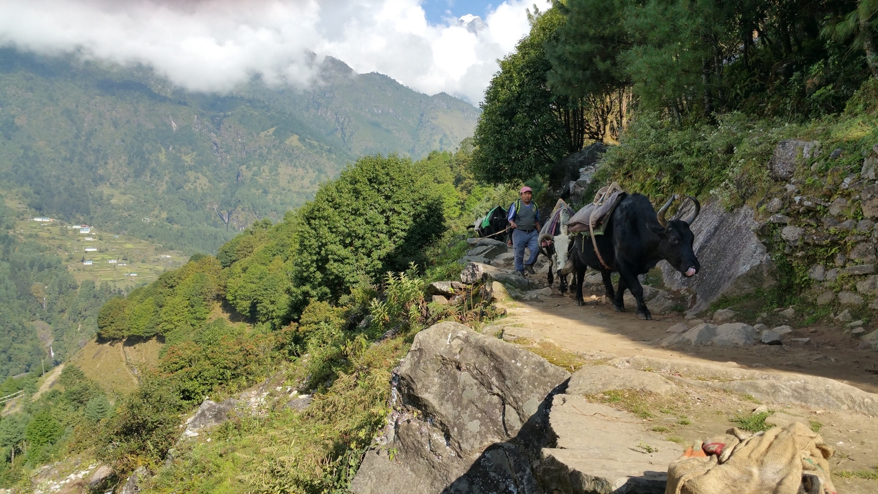 Auf dem Rückweg nach Lukla sind Lasttiere oft unbepackt. Der Transport der Waren geht meist in die andere Richtung.

