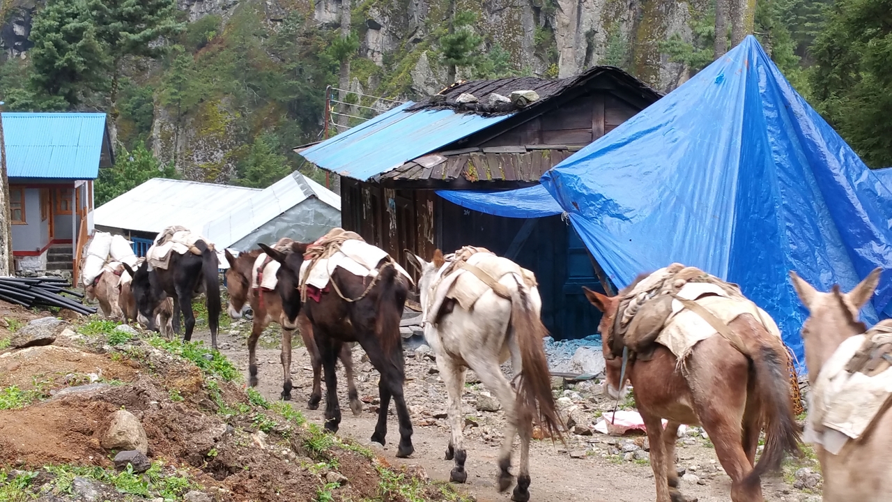 In Benkar sind noch einige Häuser nur mit Plastikplanen abgedeckt.
